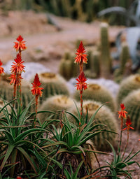 Cacti with red flowers in a desert-like setting