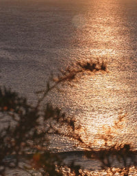 Sunset over water with tree branches in the foreground