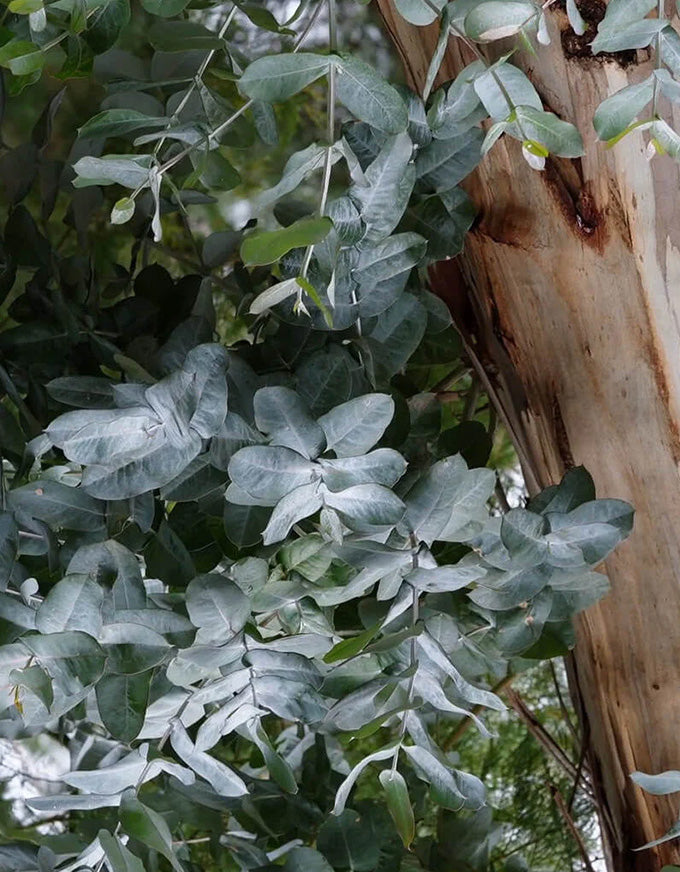 Green leaves with a wooden post in the background