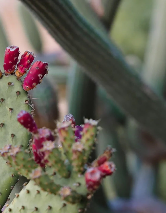 Close-up of a cactus with red buds against a blurred natural background